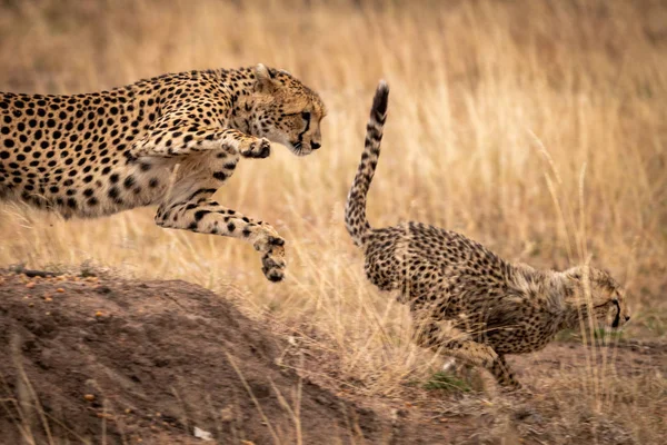 Cheetah Salta Para Baixo Banco Terra Após Filhote — Fotografia de Stock