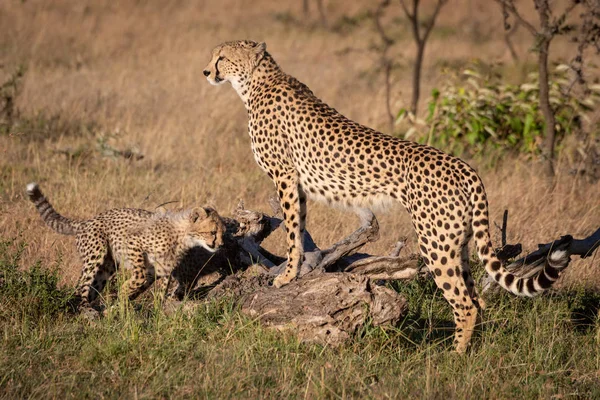 Gepard Lehnt Mit Jungtier Auf Totem Baumstamm — Stockfoto