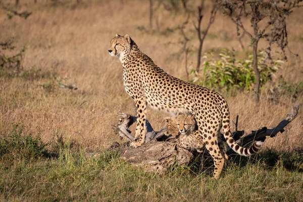 Cheetah Lutande Loggen Med Ungar — Stockfoto