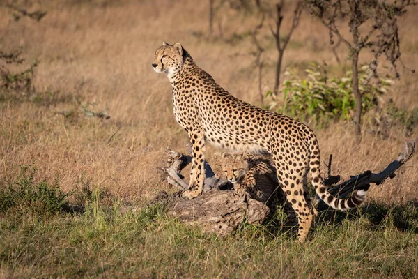Cheetah Inclina Log Com Filhotes Por Baixo — Fotografia de Stock