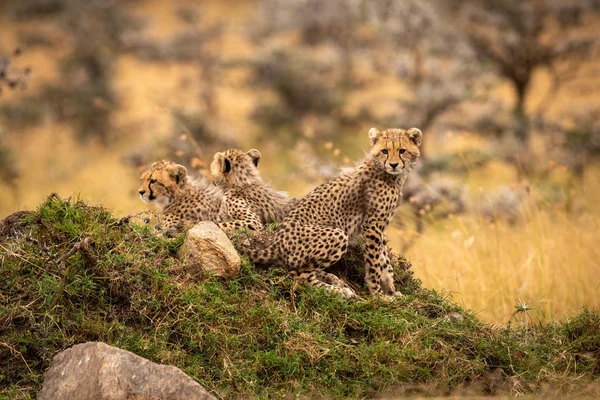 Cheetah Cubs Nézett Sziklás Dombocska — Stock Fotó