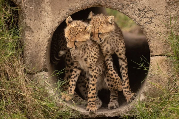 Gepard Mláďata Přitulená Navzájem Potrubí — Stock fotografie