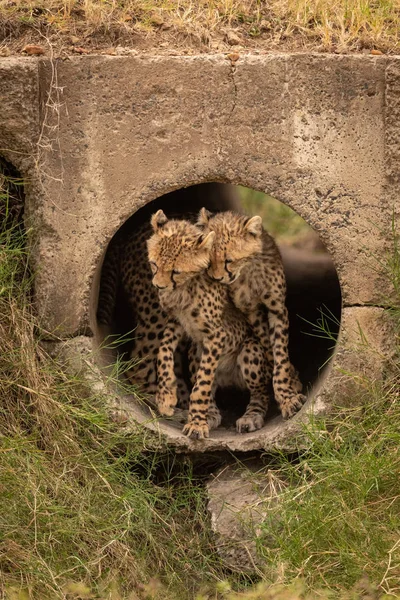 Cheetah Welpen Wroeten Elkaar Pijp — Stockfoto