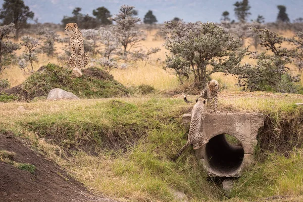 Cheetah Cachorros Jugar Alrededor Tubería Cerca Madre — Foto de Stock