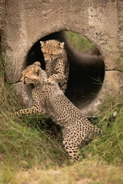 Cheetah cubs play fight in concrete pipe