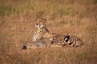 Çita yavrusu ile yalan baş kaldırdı