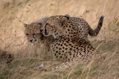 Uzun otların arasında yalan çita yavrusu nuzzles