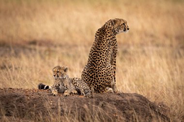 Çita yavrusu dünya höyük üzerinde tarafından oturur