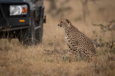 Cheetah uzun otların arasında kamyon oturur.