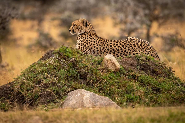 Gepard Leží Travnatý Pahorek Kameny — Stock fotografie