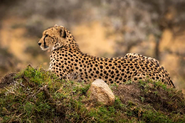 Gepard Leží Travnatý Pahorek Rock — Stock fotografie