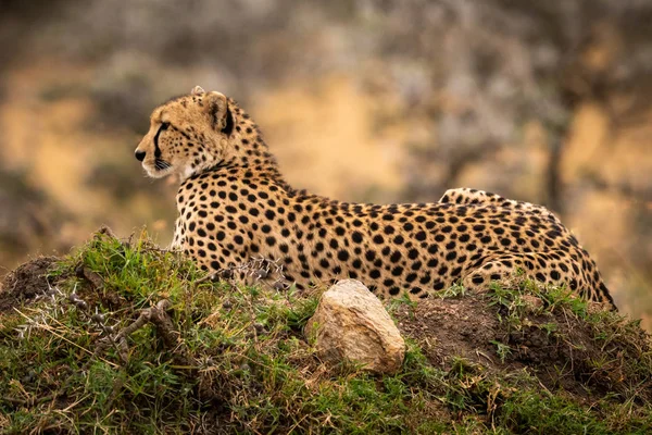 Cheetah Ligger Grasaktig Haug Med Stein – stockfoto