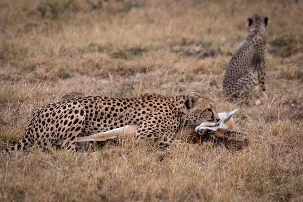 Cheetah Acuesta Con Thomson Gacela Cerca Cachorro —  Fotos de Stock