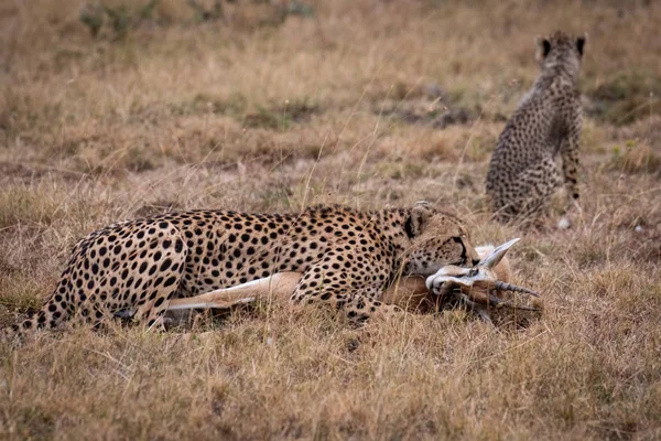 Gepard Gazelle Thomson Poblíž Cub — Stock fotografie