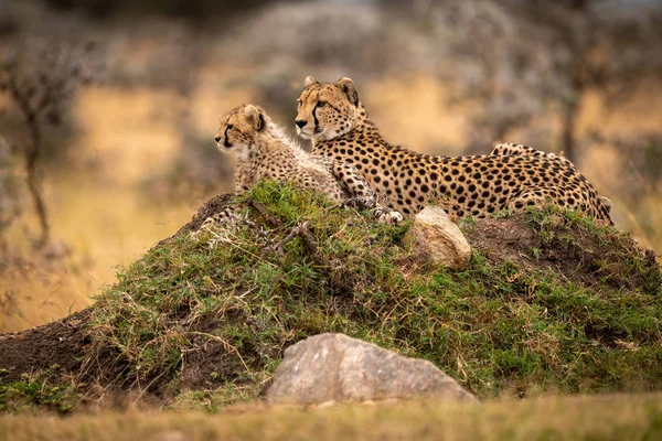 猎豹与幼崽躺在草堆上 — 图库照片