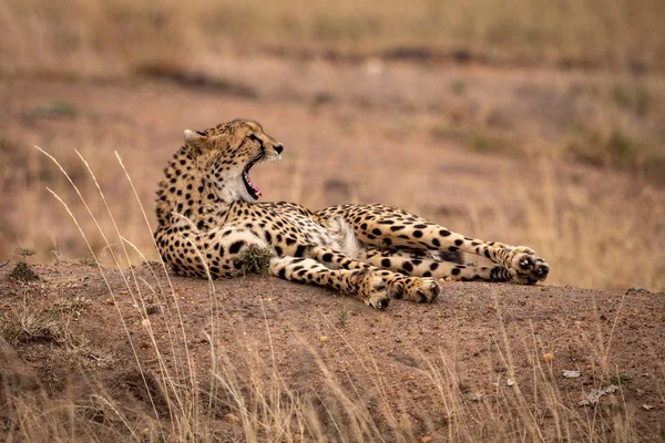 Cheetah Ligt Gapende Steenachtige Aarde Bank — Stockfoto