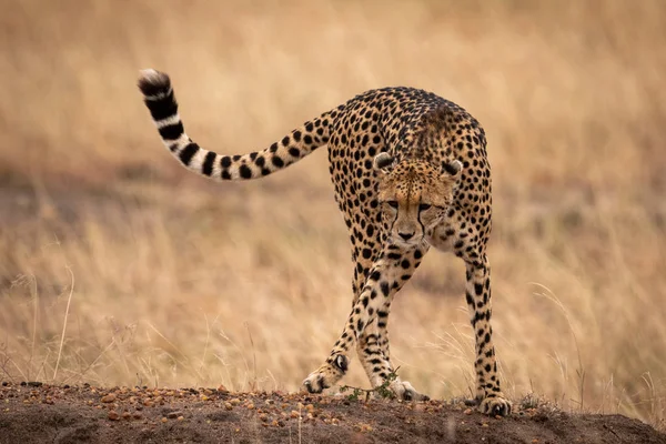 Cheetah Levantando Pie Banco Tierra Pedregosa — Foto de Stock