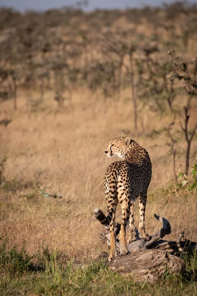 Cheetah Ziet Blijven Staan Dode Log — Stockfoto