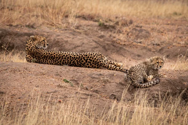 Cheetah Acostado Junto Cachorro Montículo Tierra — Foto de Stock