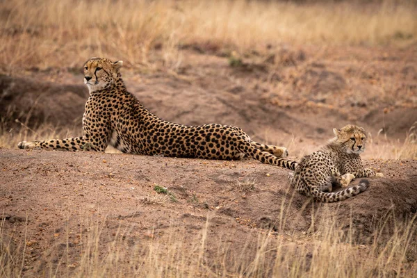 Cheetah Liggen Naast Cub Aarde Heuvel — Stockfoto