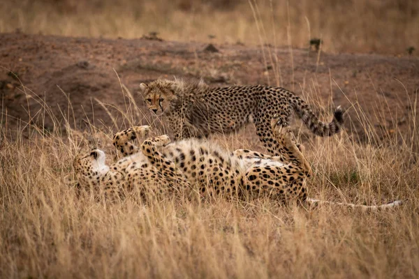 Gepard Liegt Auf Dem Rücken Neben Stehendem Jungtier — Stockfoto