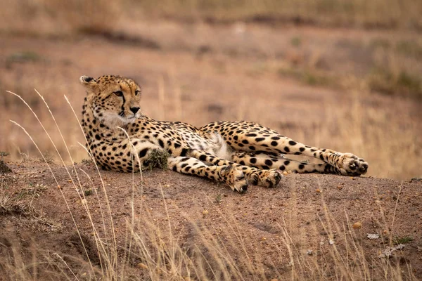 Gepard Ležící Zemi Banka Mezi Trávy — Stock fotografie