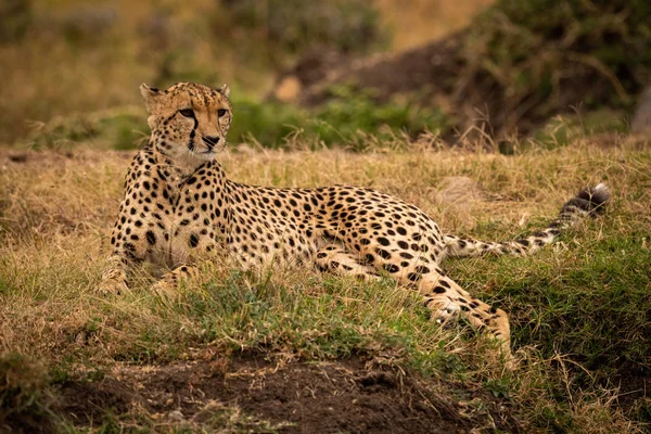 Gepard Ležící Travnatém Koberci Přímo — Stock fotografie