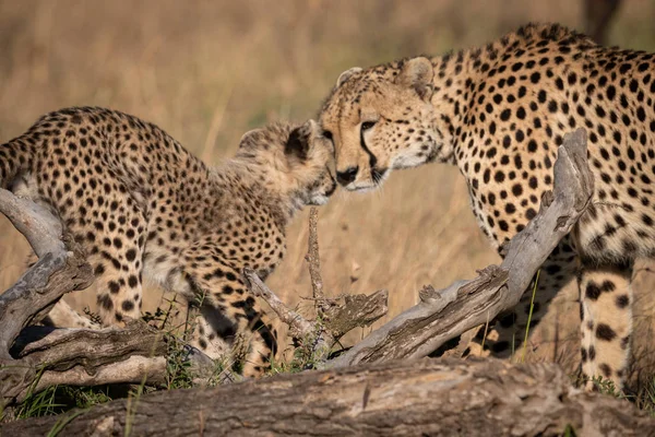 Cheetah Nuzzles Cucciolo Sul Log Erba — Foto Stock