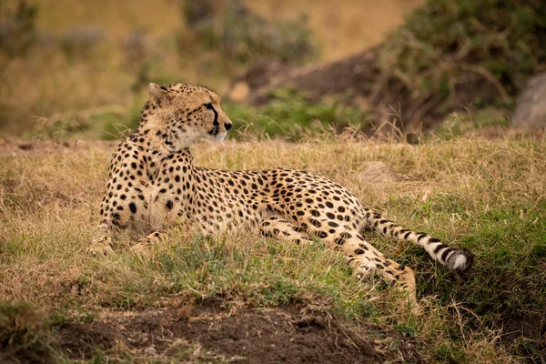 Guépard Couché Sur Rive Herbeuse Regarde Droite — Photo