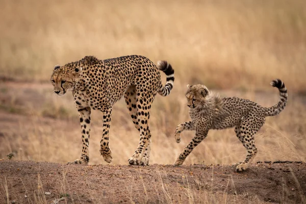 Cheetah Aarde Bank Gevolgd Door Cub — Stockfoto