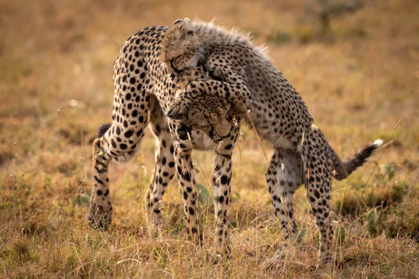 Gepard Hrát Mládětem Vysoké Trávě — Stock fotografie