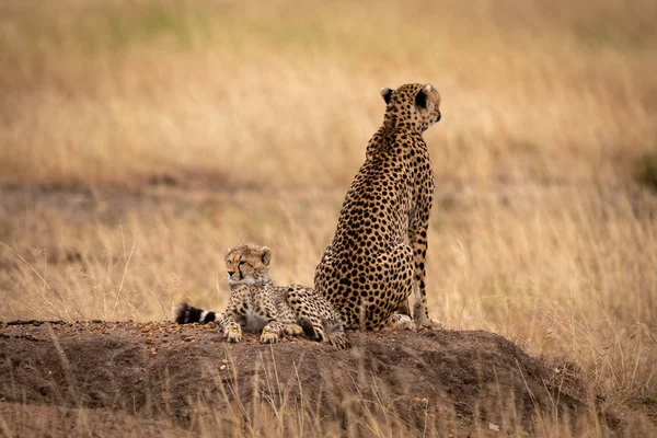 Cheetah Heuvel Met Terug Naar Cub — Stockfoto