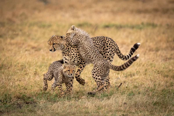 猎豹与她的两只幼崽战斗 — 图库照片