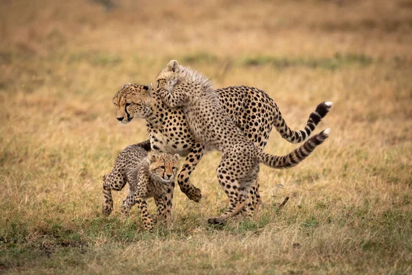 Guépard Jouer Battre Avec Ses Deux Oursons — Photo