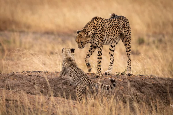 Cheetah Orilla Tierra Camina Hacia Cachorro —  Fotos de Stock