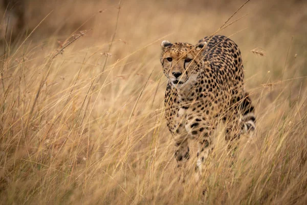 Gepard Streift Durch Langes Gras Savanne — Stockfoto