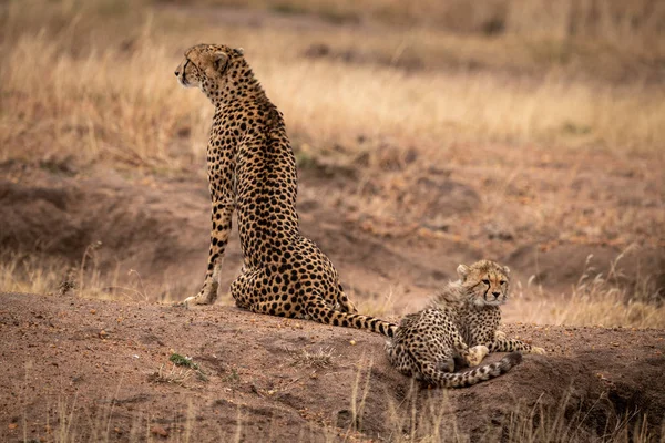 汚れのマウンドにカブの横に座っているチーター — ストック写真