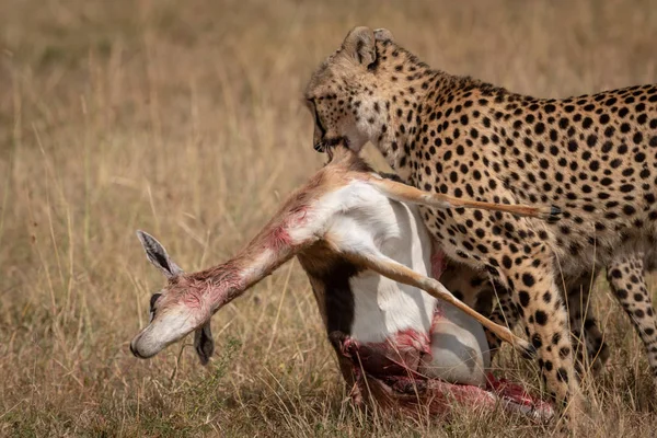 Cheetah Menarik Rusa Thomson Melalui Rumput Panjang — Stok Foto