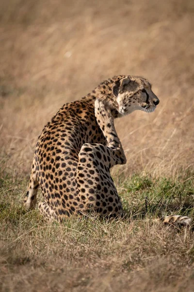 Cheetah Graffia Collo Sull Erba Sotto Sole — Foto Stock