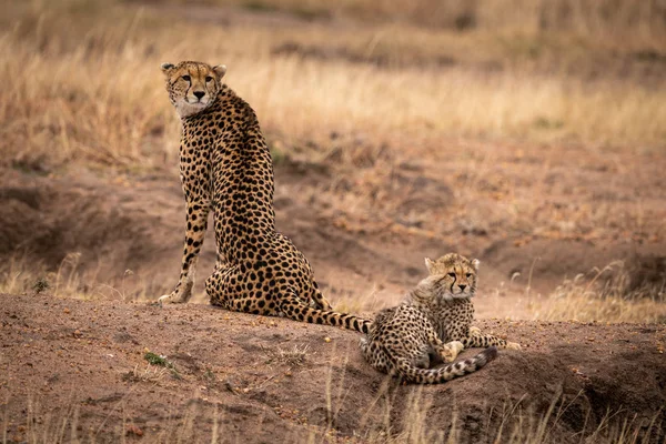 Cheetah Zit Naast Cub Aarde Heuvel — Stockfoto