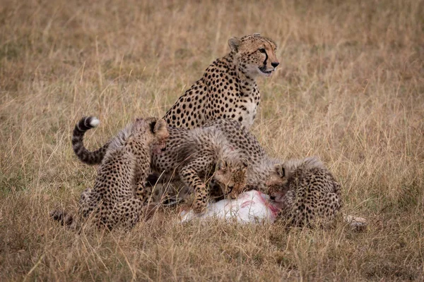 Cheetah Siede Mentre Cuccioli Mangiano Gazzella Thomson — Foto Stock