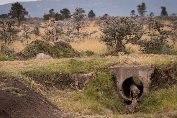 Cheetah Sienta Mientras Los Cachorros Juegan Pipa — Foto de Stock