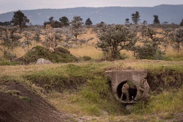 Cheetah Sienta Mientras Los Cachorros Juegan Cerca Pipa — Foto de Stock