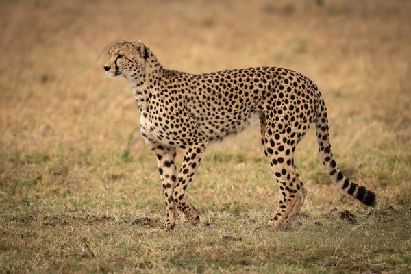 Cheetah Levantando Pata Para Andar Através Grama — Fotografia de Stock