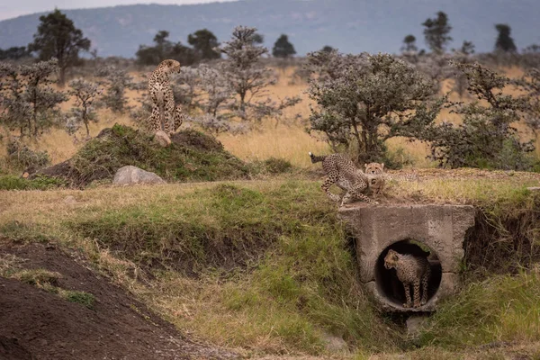 Cheetah Siedzi Jak Grać Szczeniaki Wokół Rury — Zdjęcie stockowe