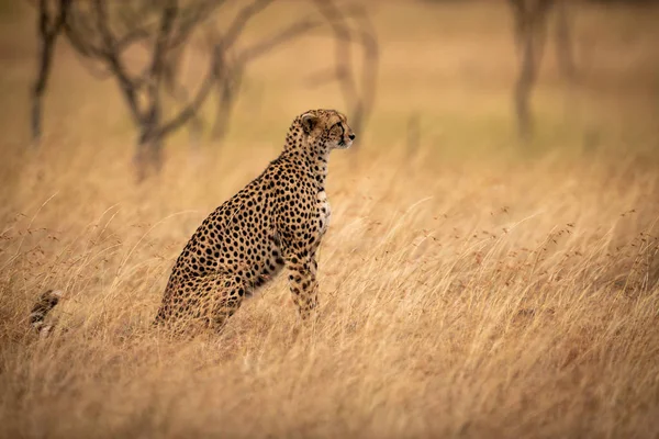 Gepard Sitzt Neben Bäumen Langen Gras — Stockfoto