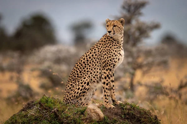 Cheetah Zit Met Gras Begroeide Heuvel Tussen Bomen — Stockfoto