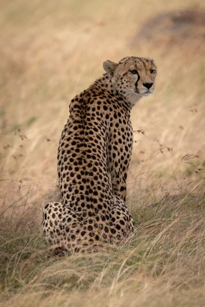 Cheetah Sits Long Grass Turning Head — Stock Photo, Image