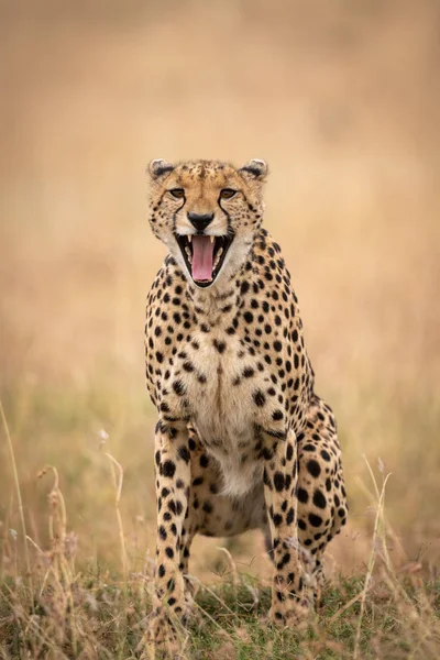 Cheetah Sits Long Grass Yawning Widely — Stock Photo, Image