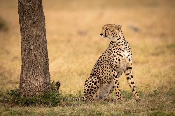 Cheetah Senta Olhando Para Árvore Grama — Fotografia de Stock